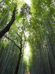 Becoming a solitary 