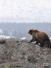 The Rough Man Hunter