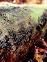 Awakening of the Mas