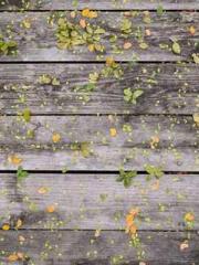 The Sovereign of the