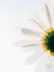 Transmigrated to the